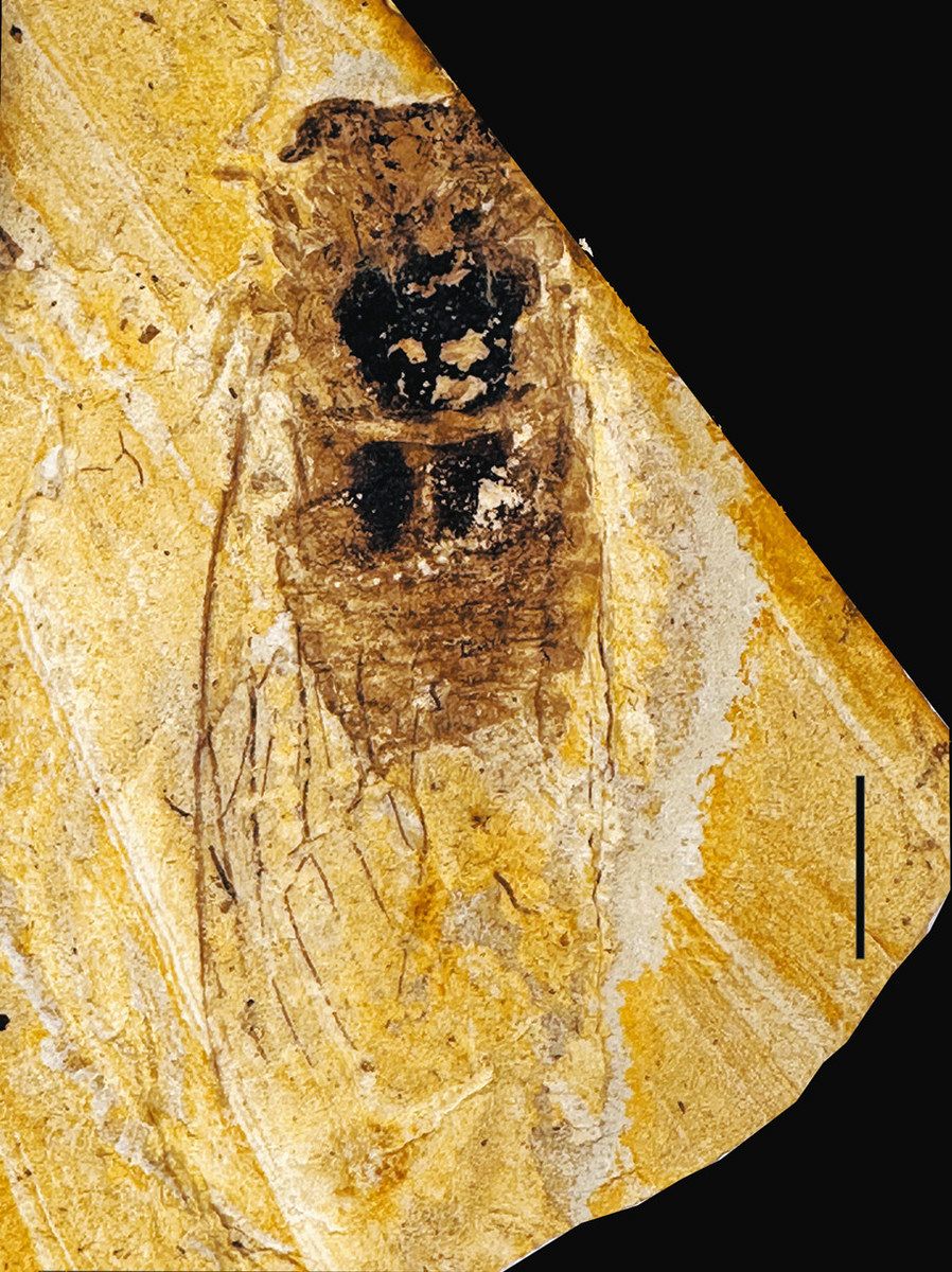 小学生姉妹お手柄！希少なセミの全身化石を発見 世界最大級・全長62