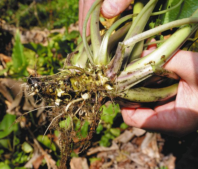 三鷹大沢わさびは「幻のワサビ」 岐阜大・山根准教授が特定 ルーツは