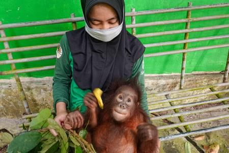 オランウータンの子を保護 インドネシア 森に遺棄寸前 東京新聞 Tokyo Web