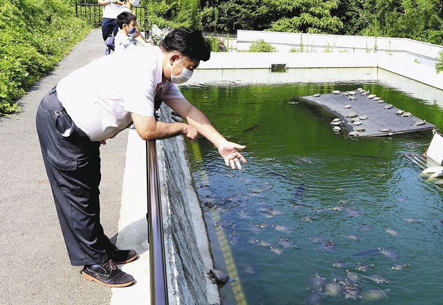 飼えない ミドリガメ に余生を 引き取り続ける動物園 外来種 でも罪はない 東京新聞 Tokyo Web