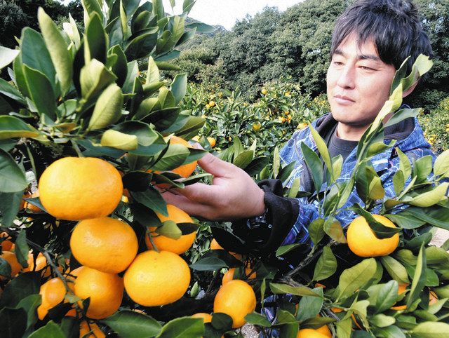 食卓ものがたり＞守り抜く「日本一の味」 早生温州ミカン（三重県南部