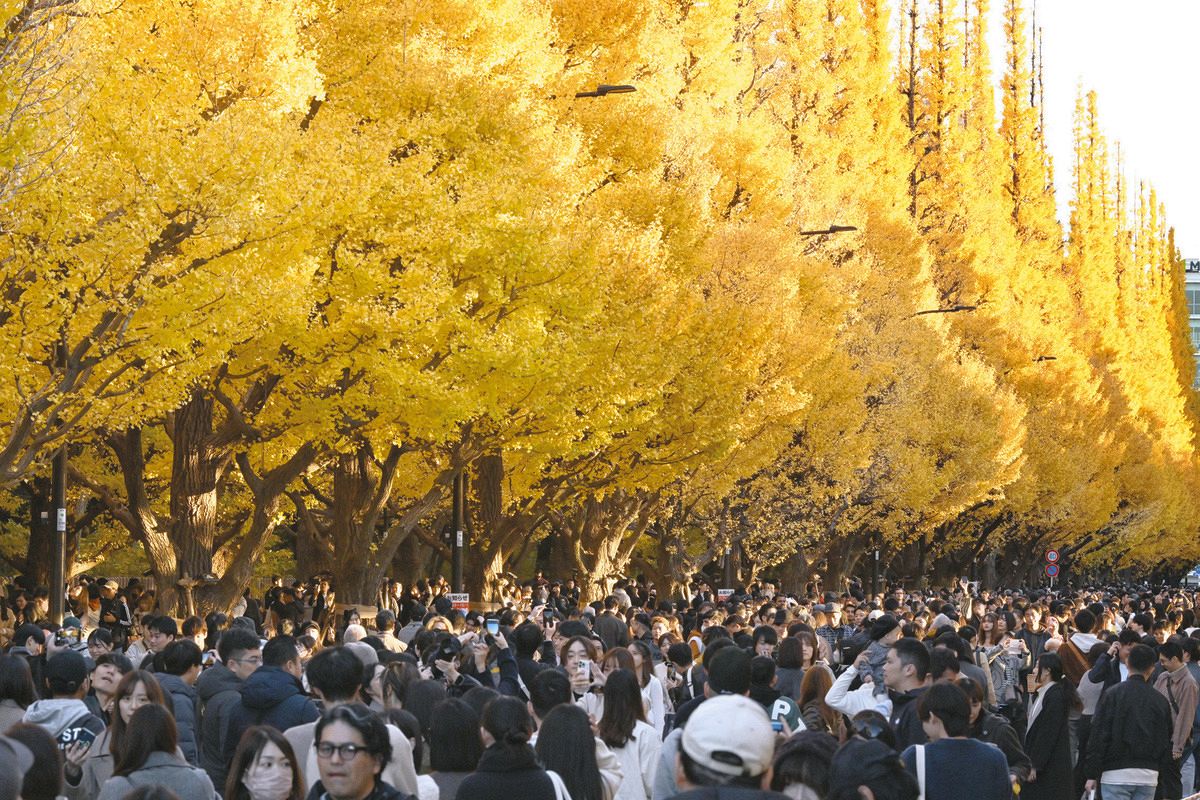 明治 神宮 外苑 いちょう 並木