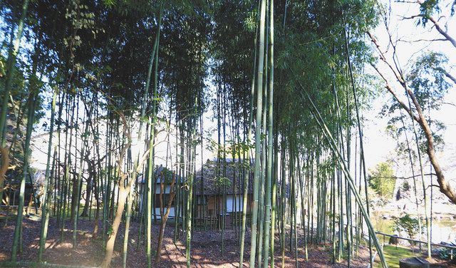 利休も使った伊豆の竹で茶道具 生誕500年の節目に名器を再現 ：東京