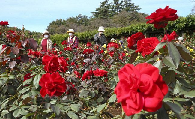 神代植物公園のバラが見頃 動画あり 東京新聞 Tokyo Web