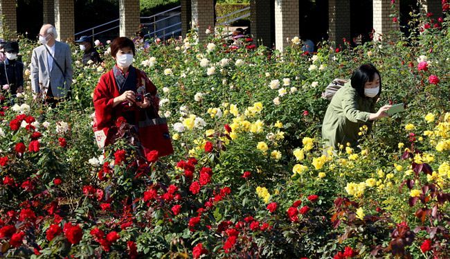 神代植物公園のバラが見頃 動画あり 東京新聞 Tokyo Web