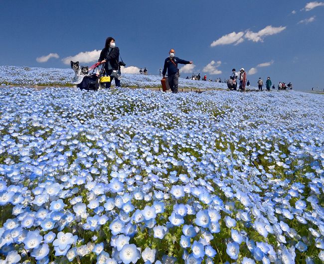 空色に染まる丘 ひたち海浜公園 ネモフィラ：東京新聞デジタル