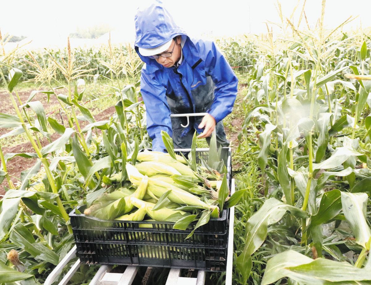 東松山特産の白いトウモロコシ 「ハニーホワイト」収穫の季節 生産者