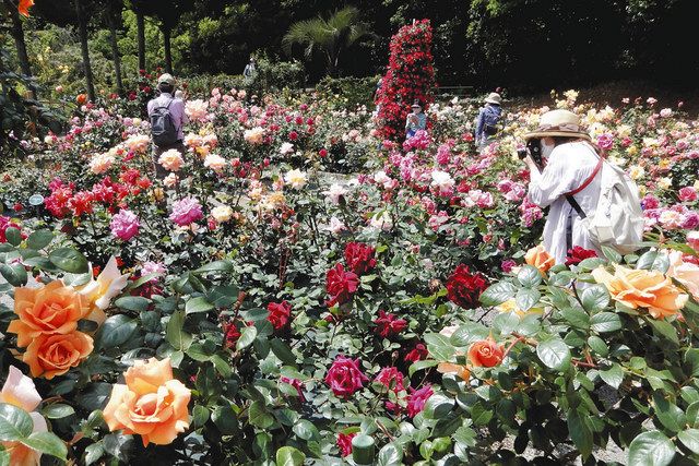 癒やしの春バラ800種 2年ぶりに生田緑地ばら苑公開 23日まで 東京新聞 Tokyo Web 癒やしの春バラ800種 2年ぶりに生田緑地ばら苑公開 23日まで 東京新聞 Tokyo Web