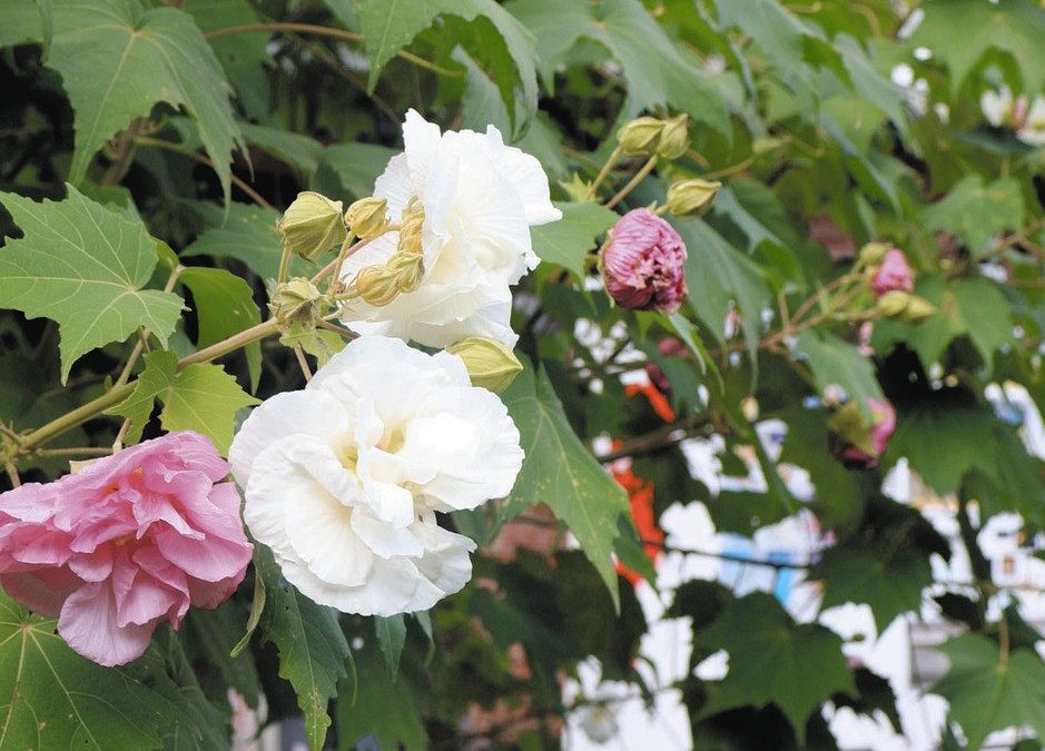 さくらの木 さくらの木 カード検索 ｜ Z/X - Zillions of enemy X - ゼクス公式サイト