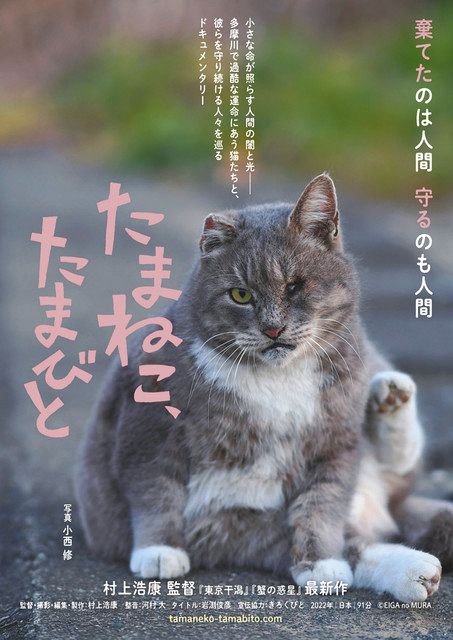 睨む猫 河川敷にて 【公式通販】
