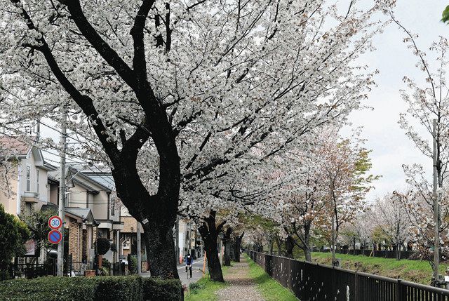 ソメイヨシノに遅れて小金井桜が見ごろ 4月1日観桜会 市文化財センター