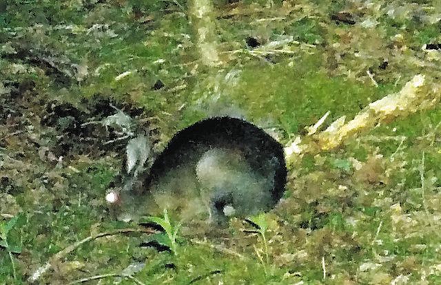 採食するニホンノウサギ（２０１６年撮影）