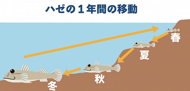 ハゼってどんな魚 ハゼについて知ろう 東京新聞 Tokyo Web