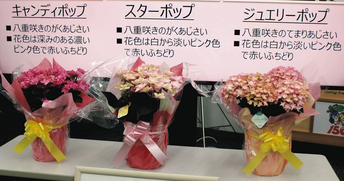 アジサイ 3品種おまとめ