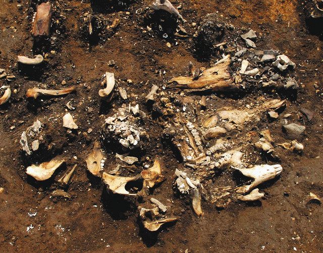（右）竪穴住居跡の貝塚から見つかった動物の骨。国内最古の「動物儀礼跡」とみられ、イノシシやシカの骨が並んでいた
