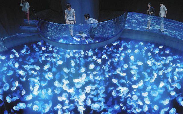 新型コロナ クラゲ体感 水槽登場 すみだ水族館 来月１６日新装オープン 東京新聞 Tokyo Web