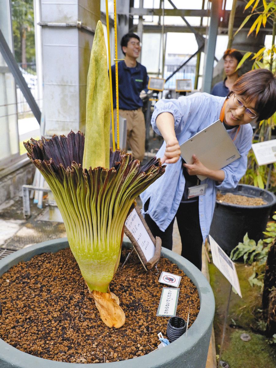 世界最大級、そして「世界で最も醜い花」つくばで開花 「ショクダイ