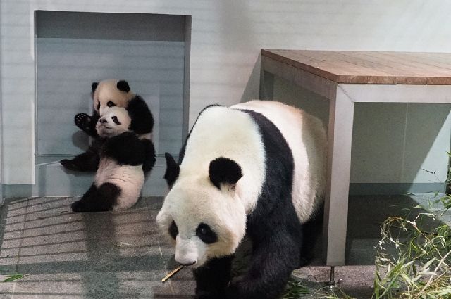 動画】大きくなったでしょ、飼育員さんと比べてみて 上野動物園の双子パンダのシャオシャオとレイレイ：東京新聞 TOKYO Web