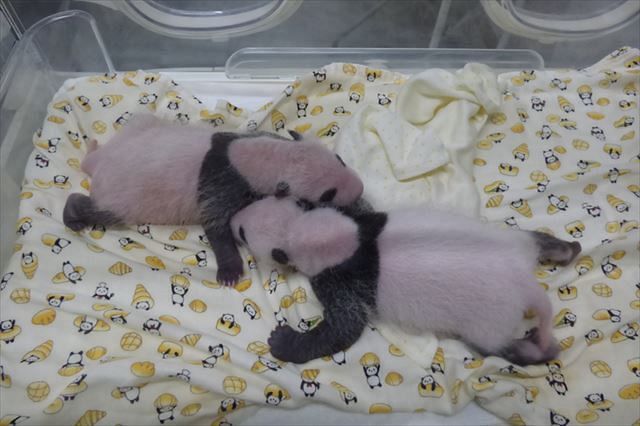 動画 双子の赤ちゃんパンダ １回のほ乳量が増え睡眠時間も長く 上野動物園 東京新聞 Tokyo Web