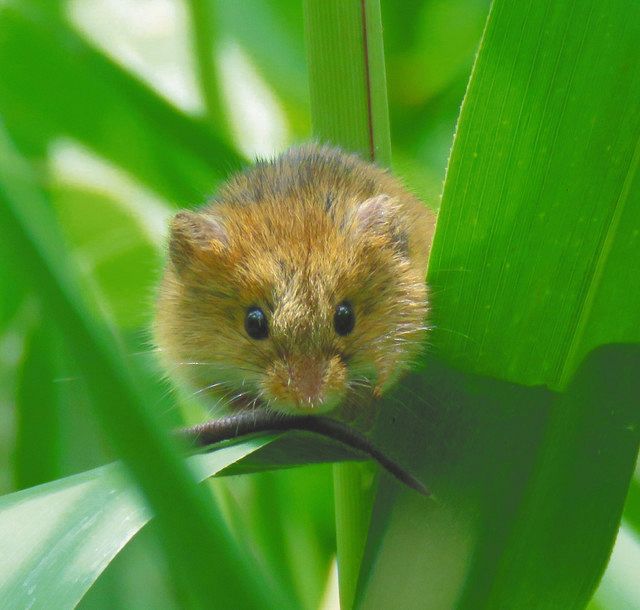 カヤネズミ 「棚田の生き物図鑑」より（湯浅拓輝氏撮影） 