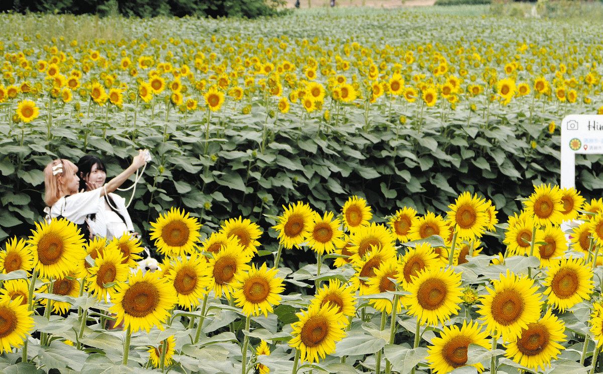 大輪の花で一面黄色に 清瀬で「ひまわりフェス」 夏の日差しに照らされ