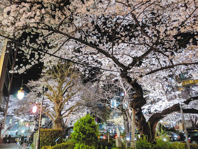 国立の夜桜を守れ 今年から助成金なし 大学生ら寄付募る 東京新聞 Tokyo Web
