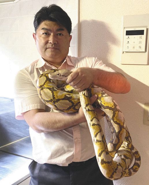 横浜のアミメニシキヘビの脱走騒動 発見したizooの白輪園長 専門家と連携し捜索を 東京新聞 Tokyo Web