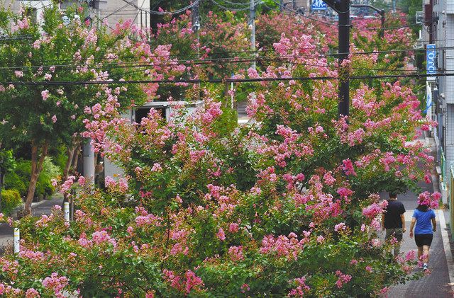 鮮やかなピンクの花が見ごろを迎えたサルスベリの並木＝１６日、板橋区で