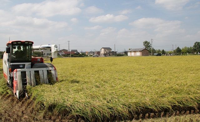 コメの収穫風景