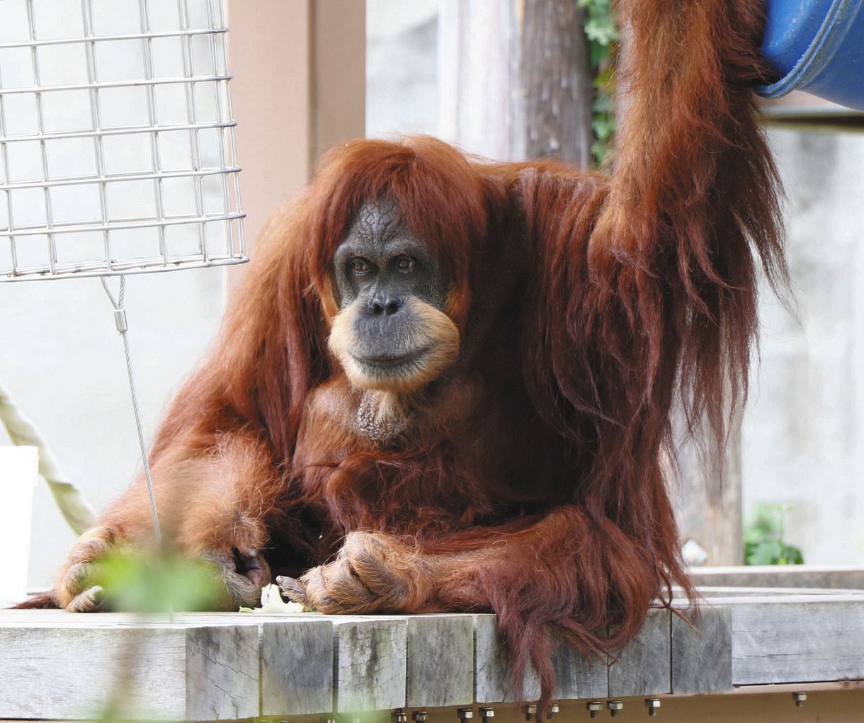 オランウータンなど類人猿９頭にコロナワクチン初接種 人から感染しやすいため 米動物園で 東京新聞 Tokyo Web