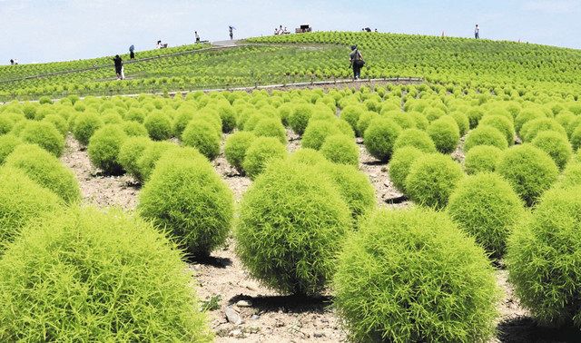 もふもふコキア すくすく 丘を緑色に染め ひたち海浜公園 東京新聞 Tokyo Web