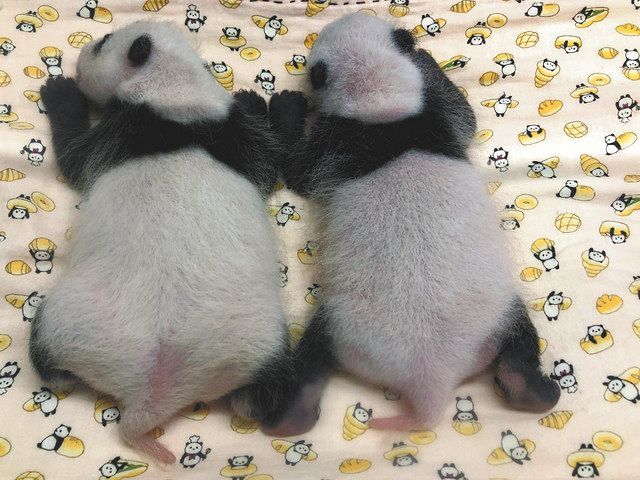 誕生から1カ月 双子パンダ 上野に光 東京新聞 Tokyo Web