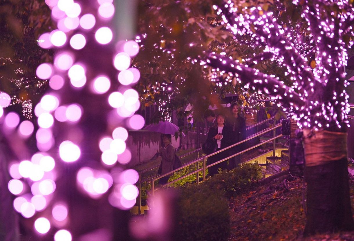 目黒川「冬の夜桜」満開：東京新聞 TOKYO Web