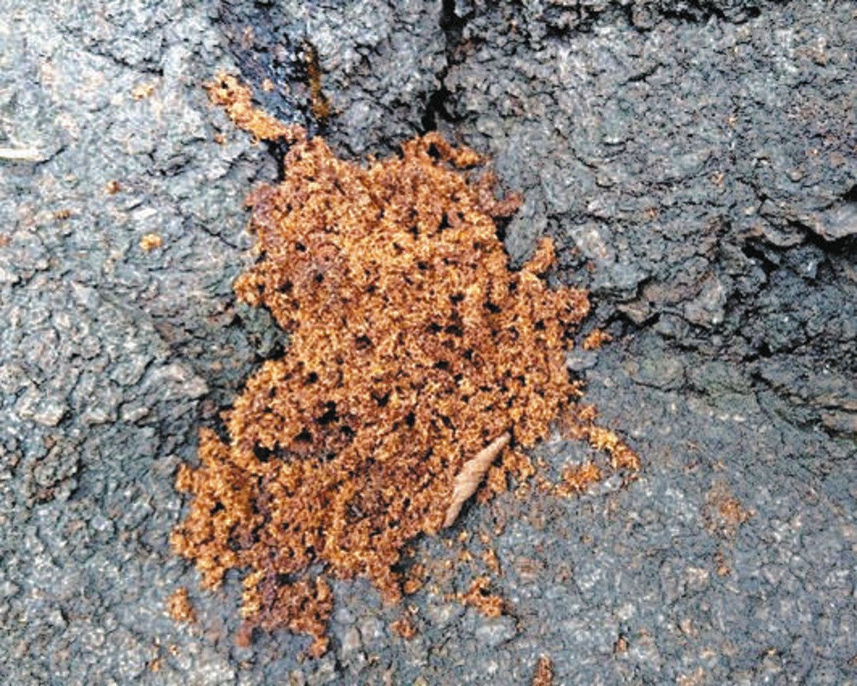 サクラの木を枯らす害虫 クビアカツヤカミキリ被害拡大 さいたま、川口