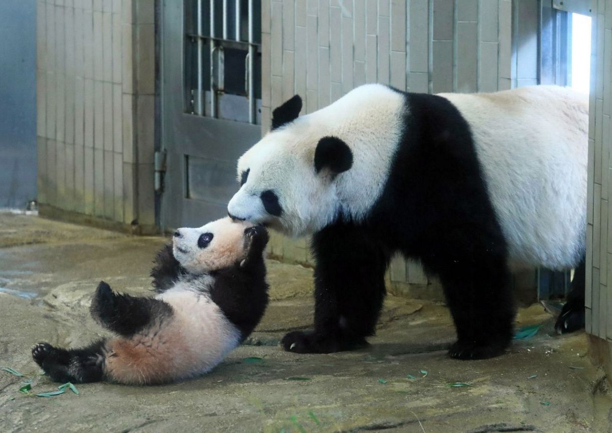 上野動物園シャンシャン✖︎シンシン-