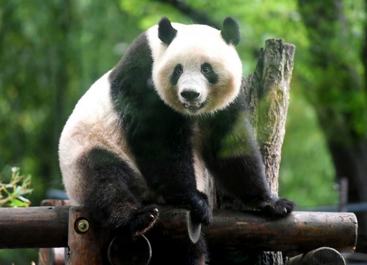 特集】上野動物園のパンダ「シャンシャン」一家のこれまで【動画あり】：東京新聞デジタル