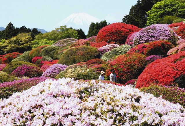ツツジ シャクナゲ 希少種多く 庭園は日本の宝 箱根 山のホテルで専門家 倉重さん講演 東京新聞 Tokyo Web