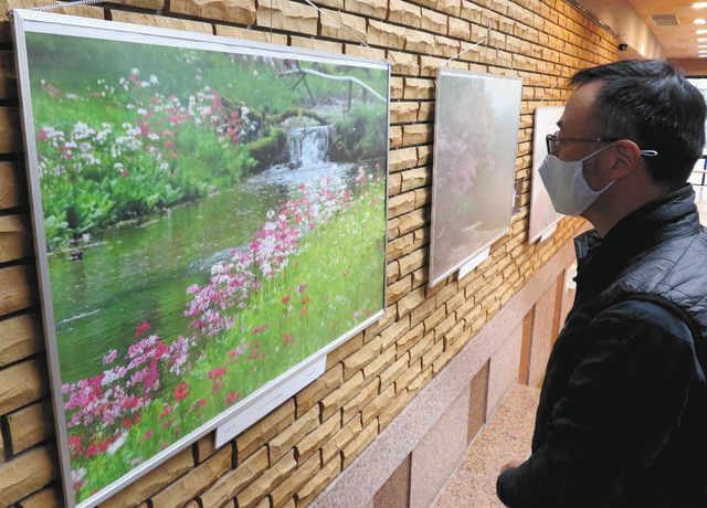 千手ケ浜周辺で見られるクリンソウの写真＝日光市の県立日光自然博物館で 