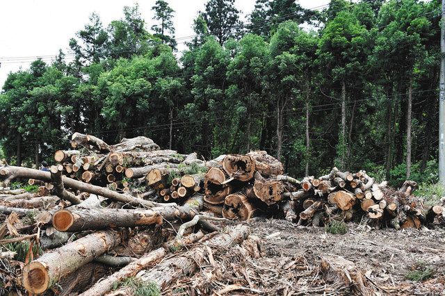 奥の民有林から伐採され、乾燥のために仮置きされている材木。木質チップに加工され、発電燃料として使われる＝富里市で
