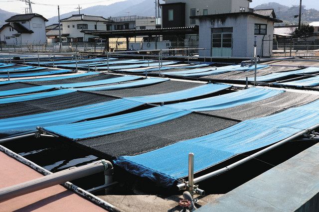 プール ヤマハ 養殖 押し上げる 釣り堀 水泳 チョウザメ養殖