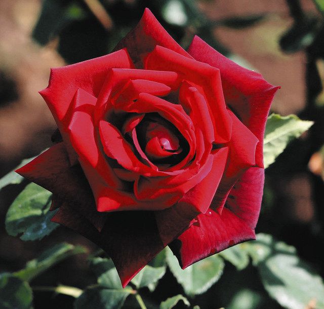 花前線 バラのトンネル 歩いてみたいな 東京新聞 Tokyo Web