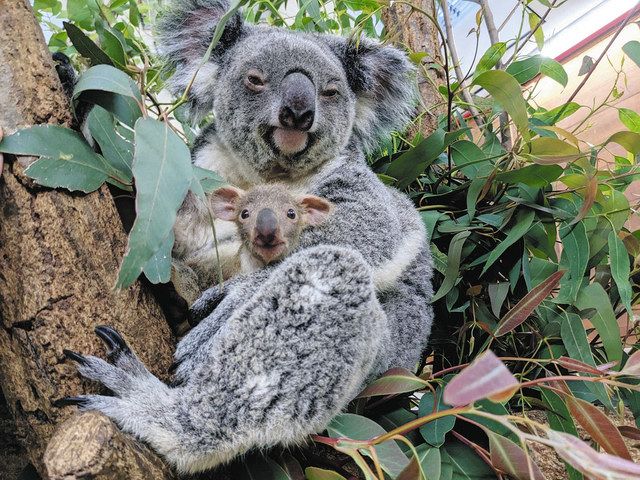 コアラの赤ちゃん 袋からひょっこり 東松山・こども動物自然公園:東京新聞デジタル
