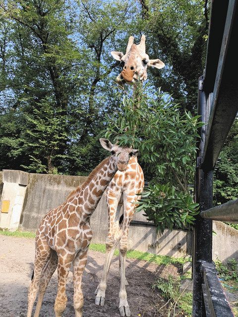 アミメキリンの赤ちゃん（手前）と母親の小町　＝羽村市動物公園提供
