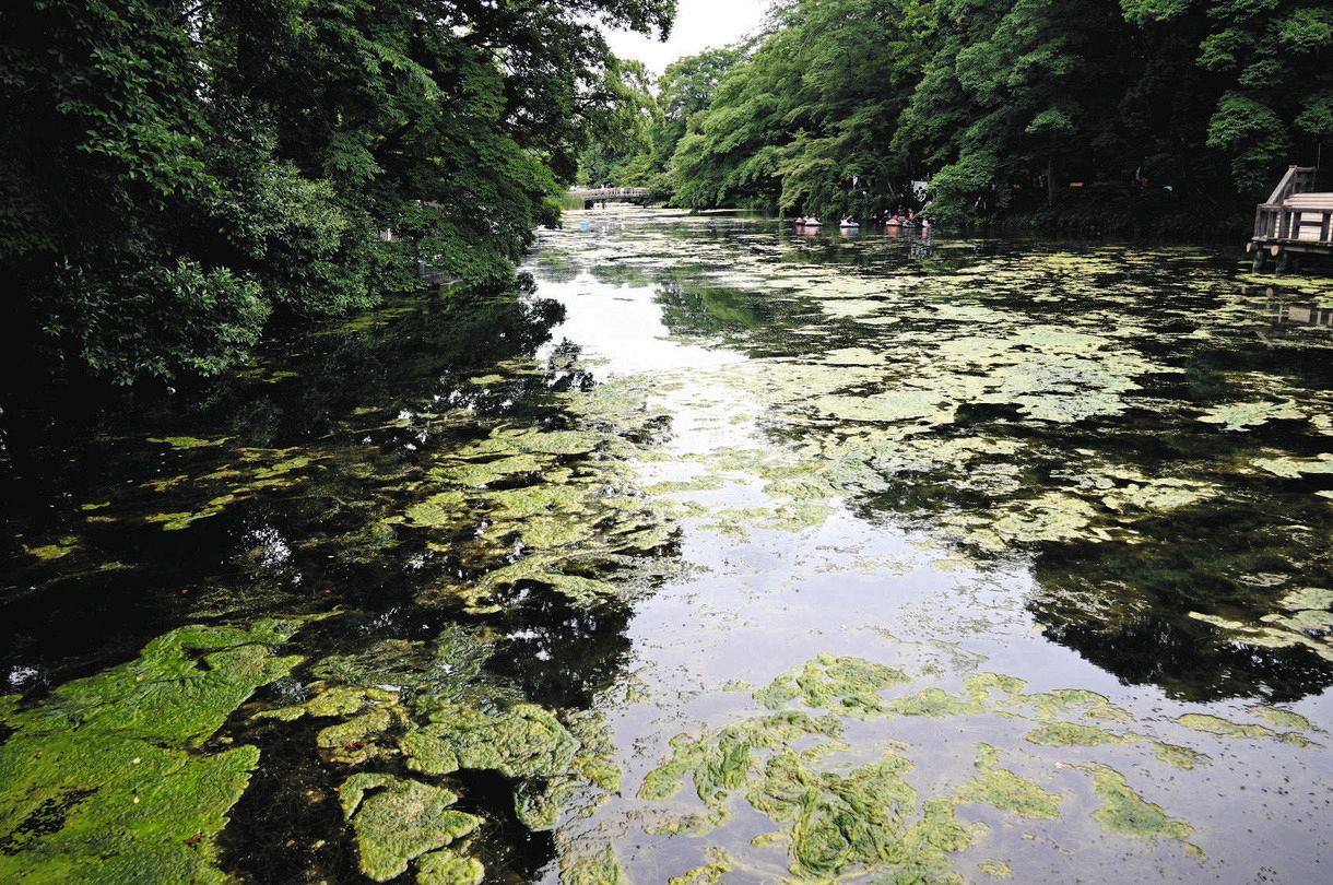 かつての「モネの池」が一変。水面には緑藻類が浮き、水面下には外来種の水草「コカナダモ」が大繁殖し、暗い池に＝６月１１日、東京都三鷹市の井の頭池で