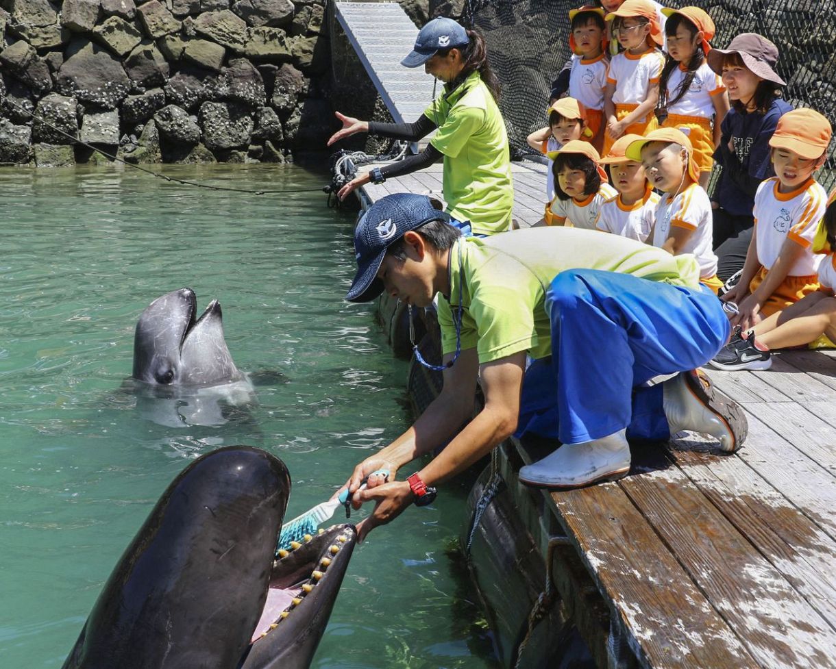 太地の博物館でクジラの歯磨き 洗車ブラシ使い健康PR：東京新聞デジタル