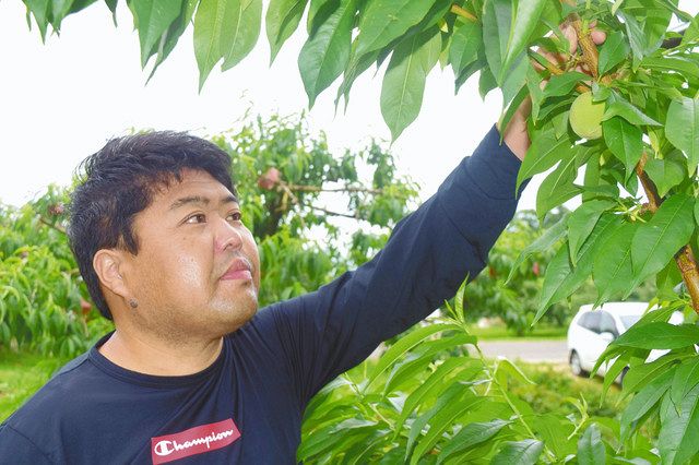 桃の成育状況を確認する佐藤孝仁さん＝22日、福島市で