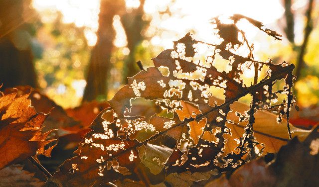 年の瀬が迫る外苑の森。朽ちかけた落ち葉に夕日が透けて輝いた＝新宿区で