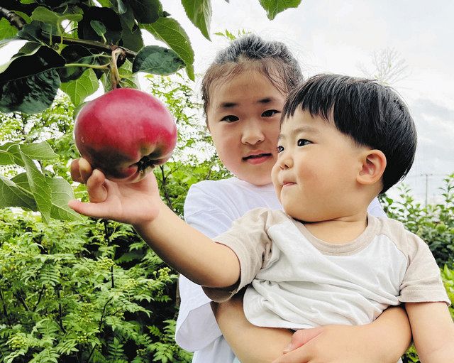 甘酸っぱい初恋の味 日本一早く実る「わらびりんご」収穫ピーク 地元の