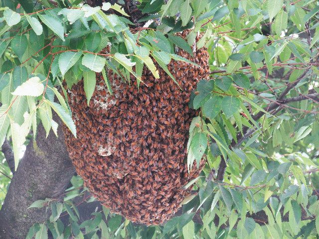 清瀬市役所近くの木に巣 分蜂 した ミツバチ 捕獲成功 屋上の巣箱に仲間入り 東京新聞 Tokyo Web