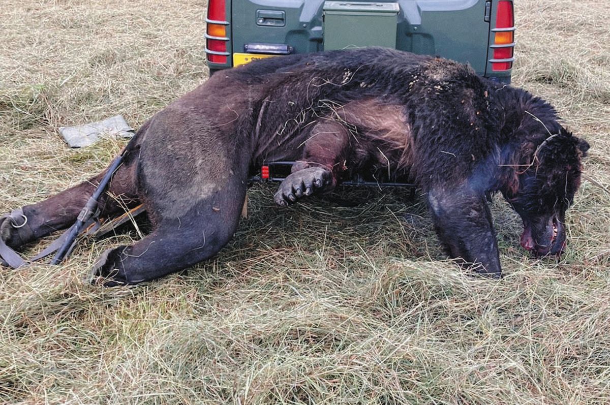 ヒグマ 忍者ヒグマ「OSO18」 闇夜にまぎれ、わなを素通り 乳牛65頭に牙